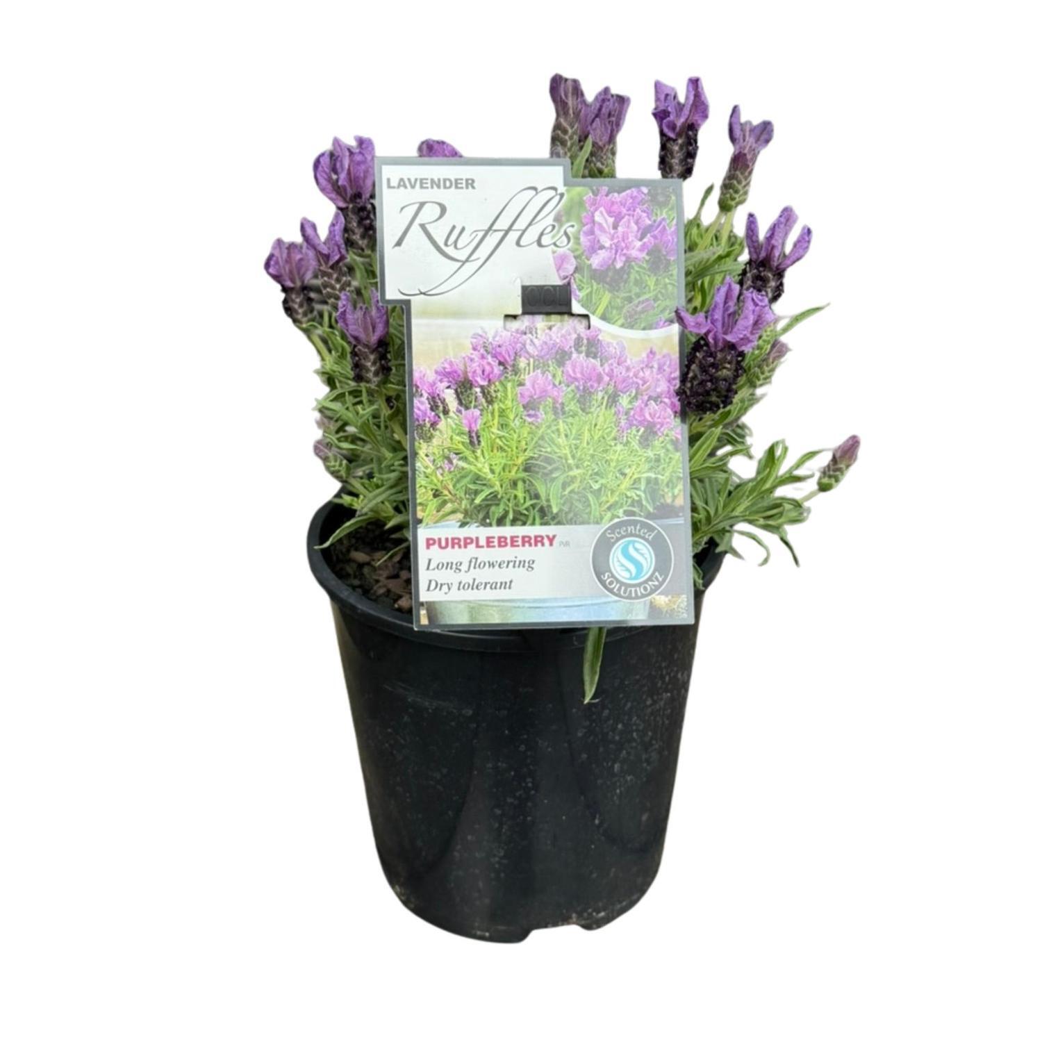 Lavender Purpleberry Ruffles   15cm