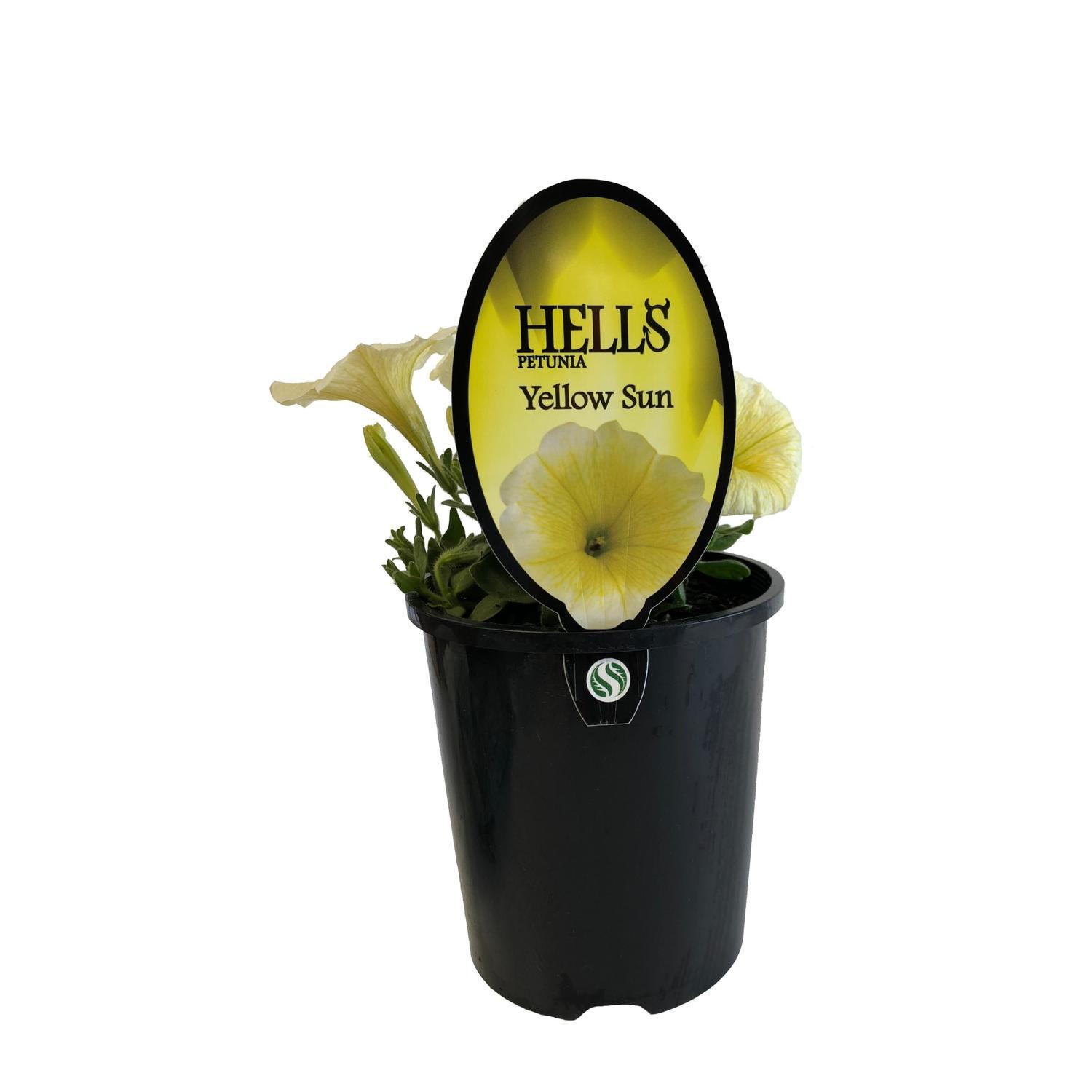 Petunia Hells Yellow Sun