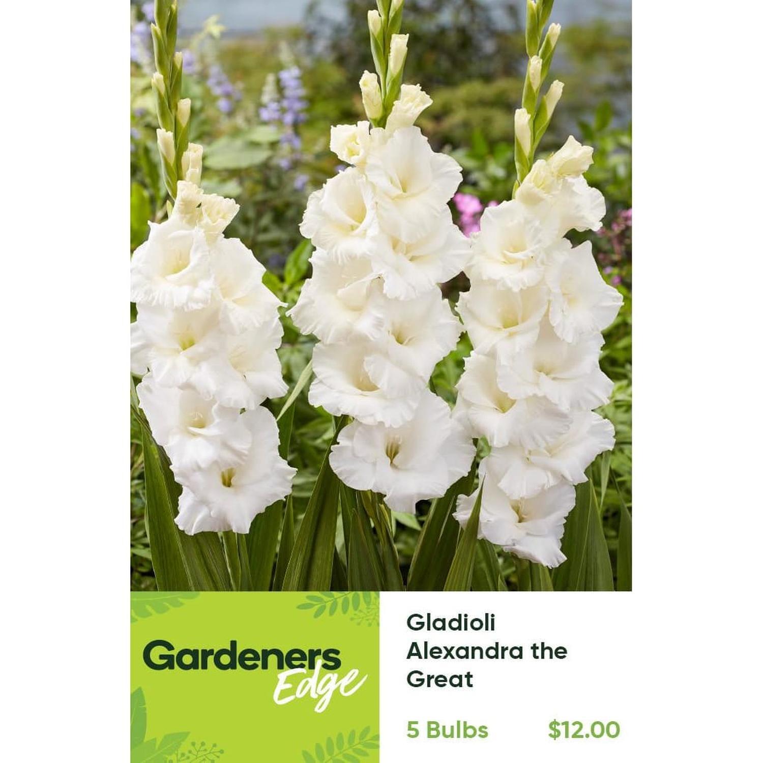 Gladioli Alexandra The Great Pack of 5