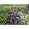 Heuchera 'Brazen Raisin'