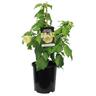 Abutilon Cream Delight 2.5 litre