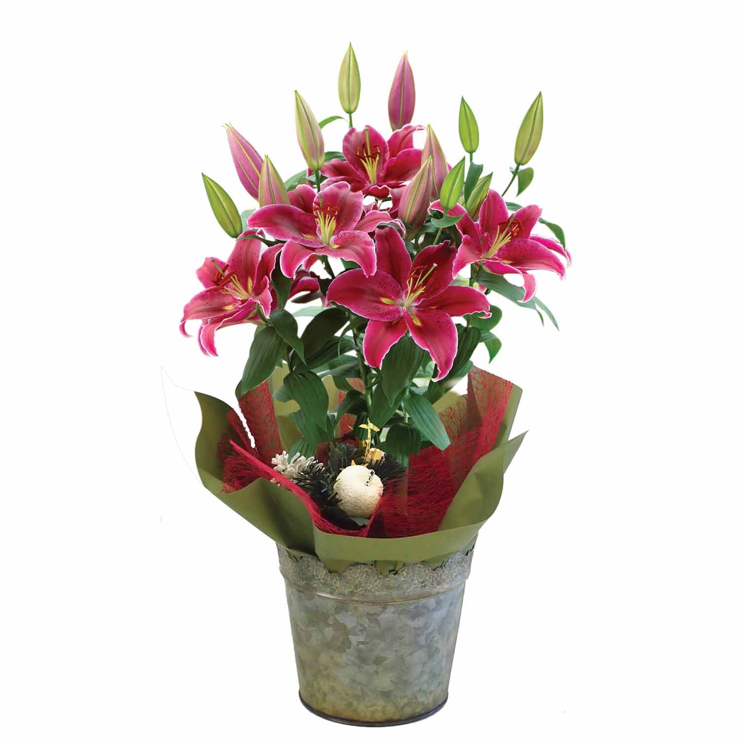 Oriental Lily Starlight Express Gift Wrapped