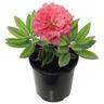 Rhododendron 'Noyo Brave'