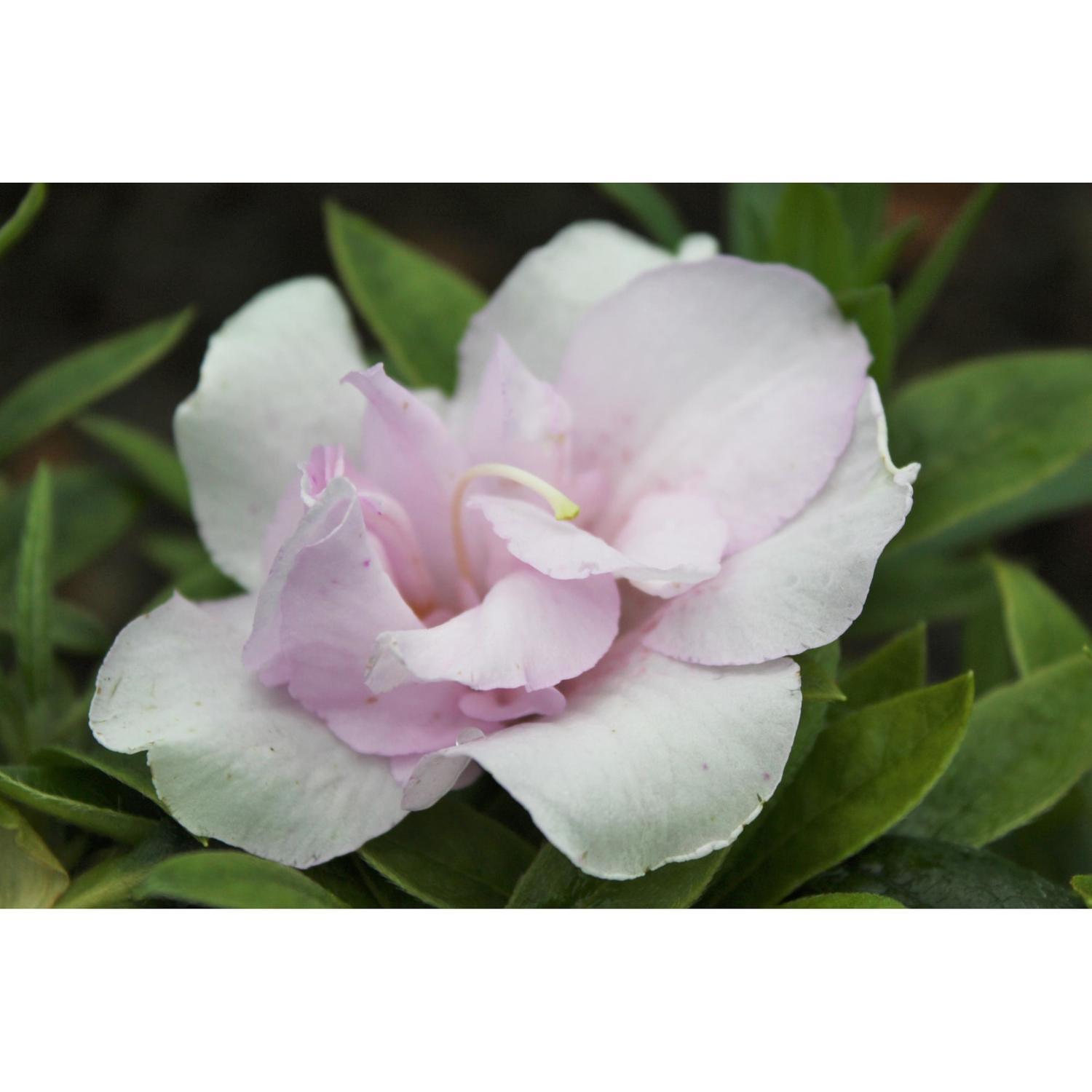 Azalea
