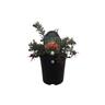 Grevillea Red Clusters 1.9 litre