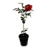 Camellia Japonica 'Bob Hope'