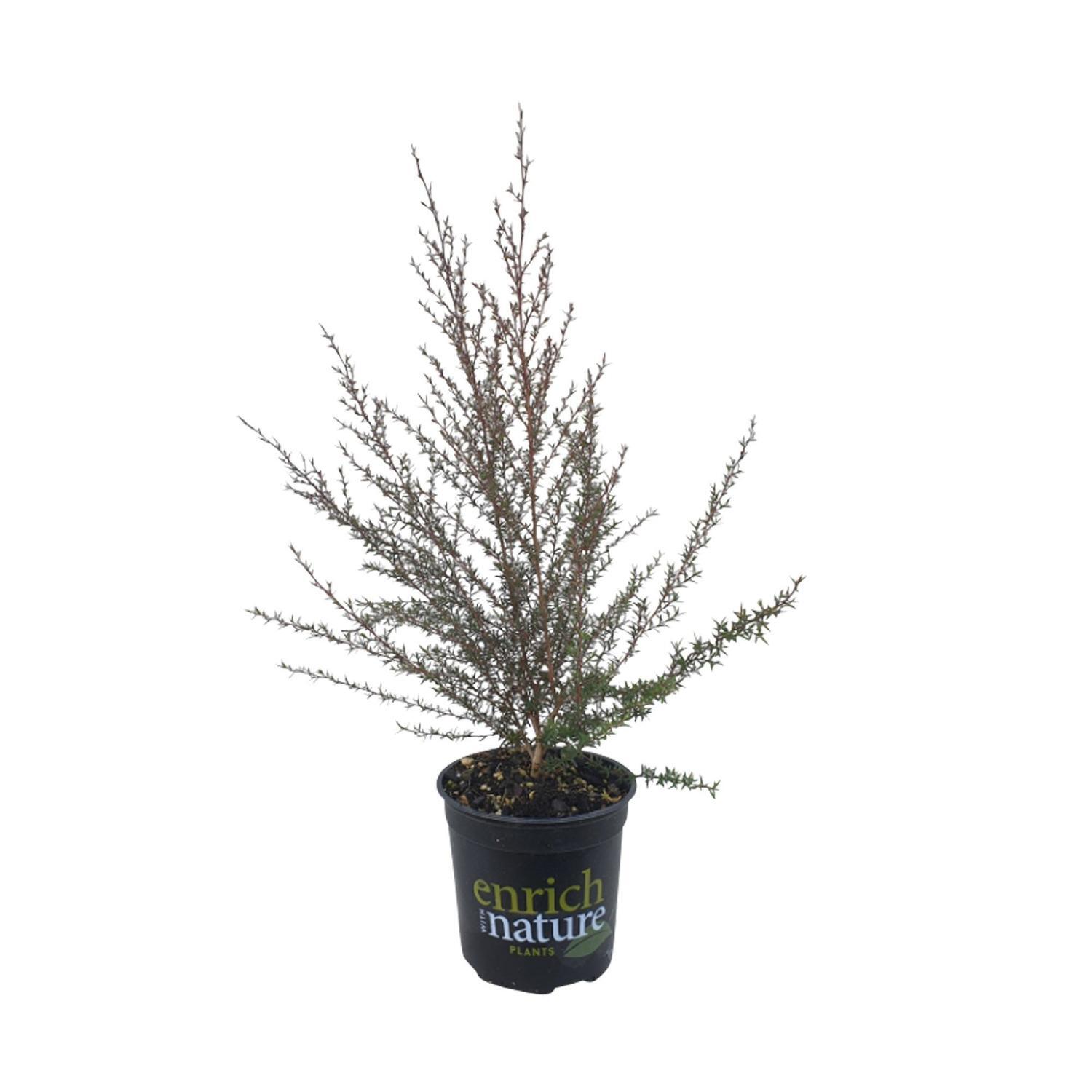 Leptospermum Burgundy Queen