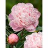 Paeony Double 'Nick Shaylor'
