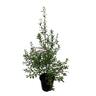 Pittosporum Wrinkle Blue