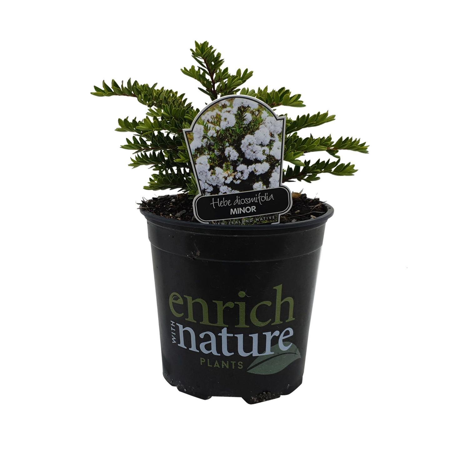 Hebe diosmifolia Minor
