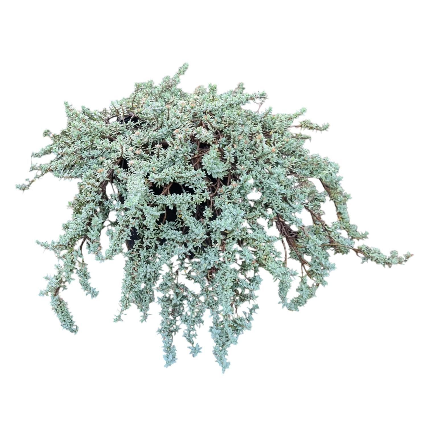 Primelia Prostrata Blue Peter 2L