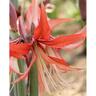 Amaryllis Sumatra Pack of 1