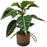Aphelandra Squarrosa in Ceramic Pot