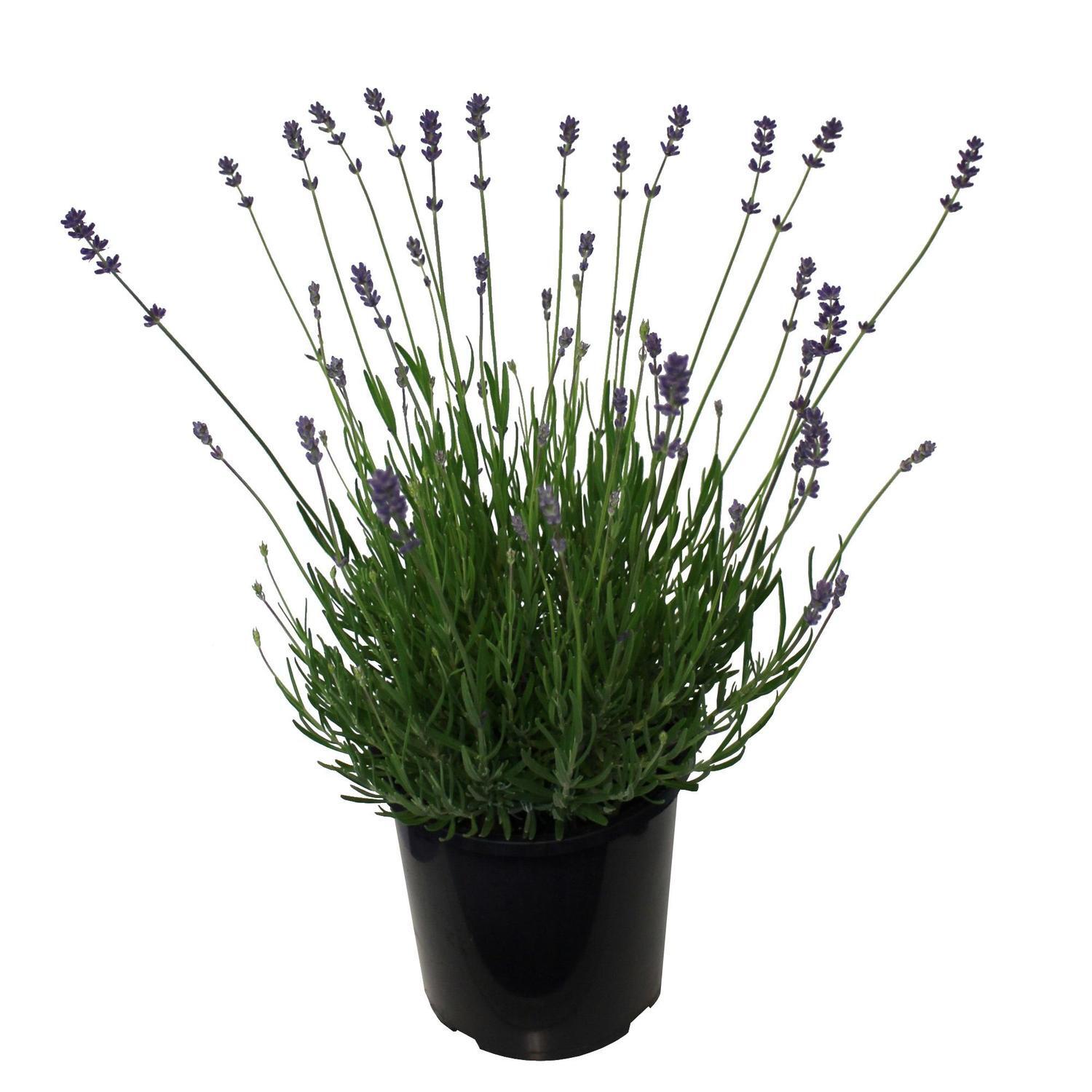 Lavender 'Foveaux Storm' 2.5 litre