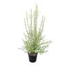 Pittosporum Wrinkle Blue 6L