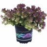 Origanum  Bellissimo 1.5 Litre Mauve