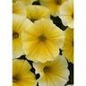 Petunia Beez Knees