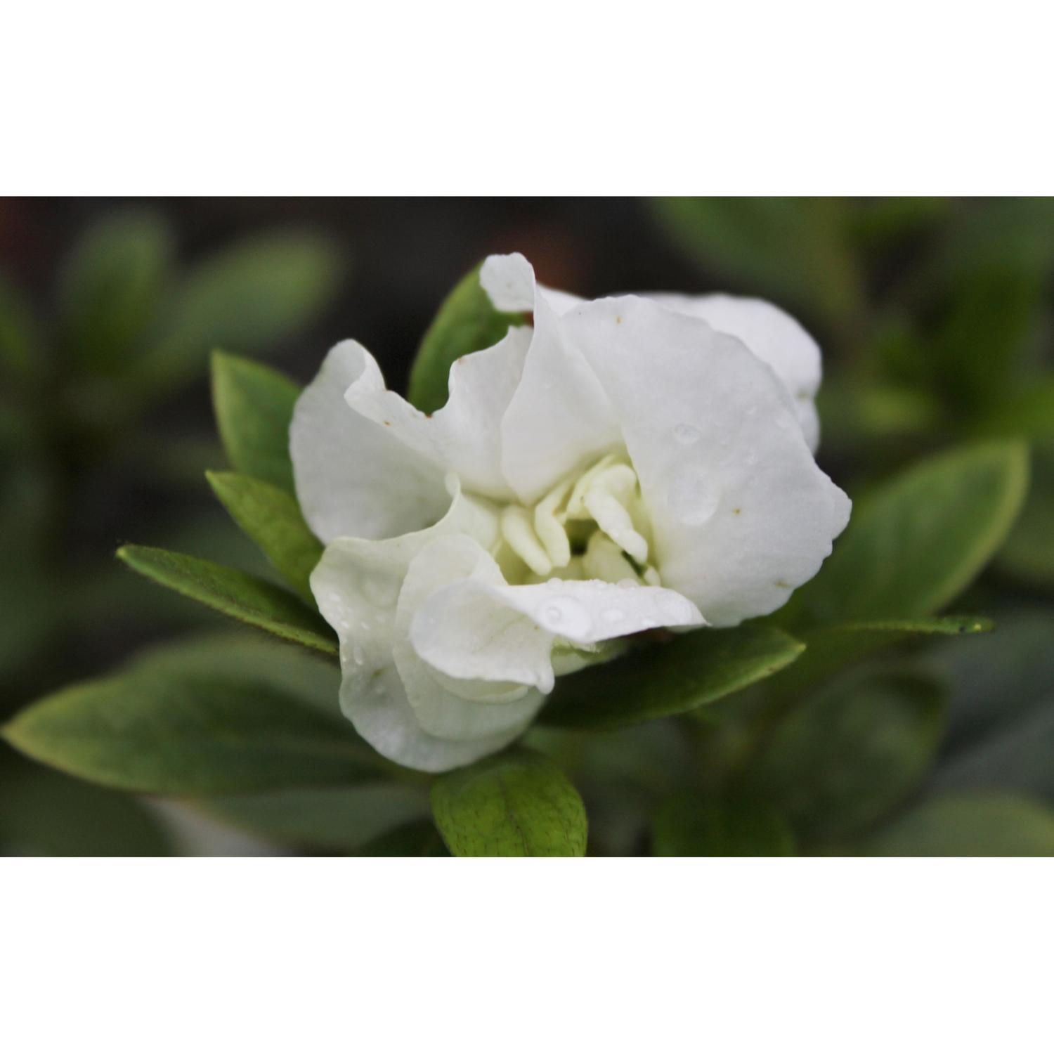 Azalea