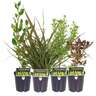 Corokia Geentys Green