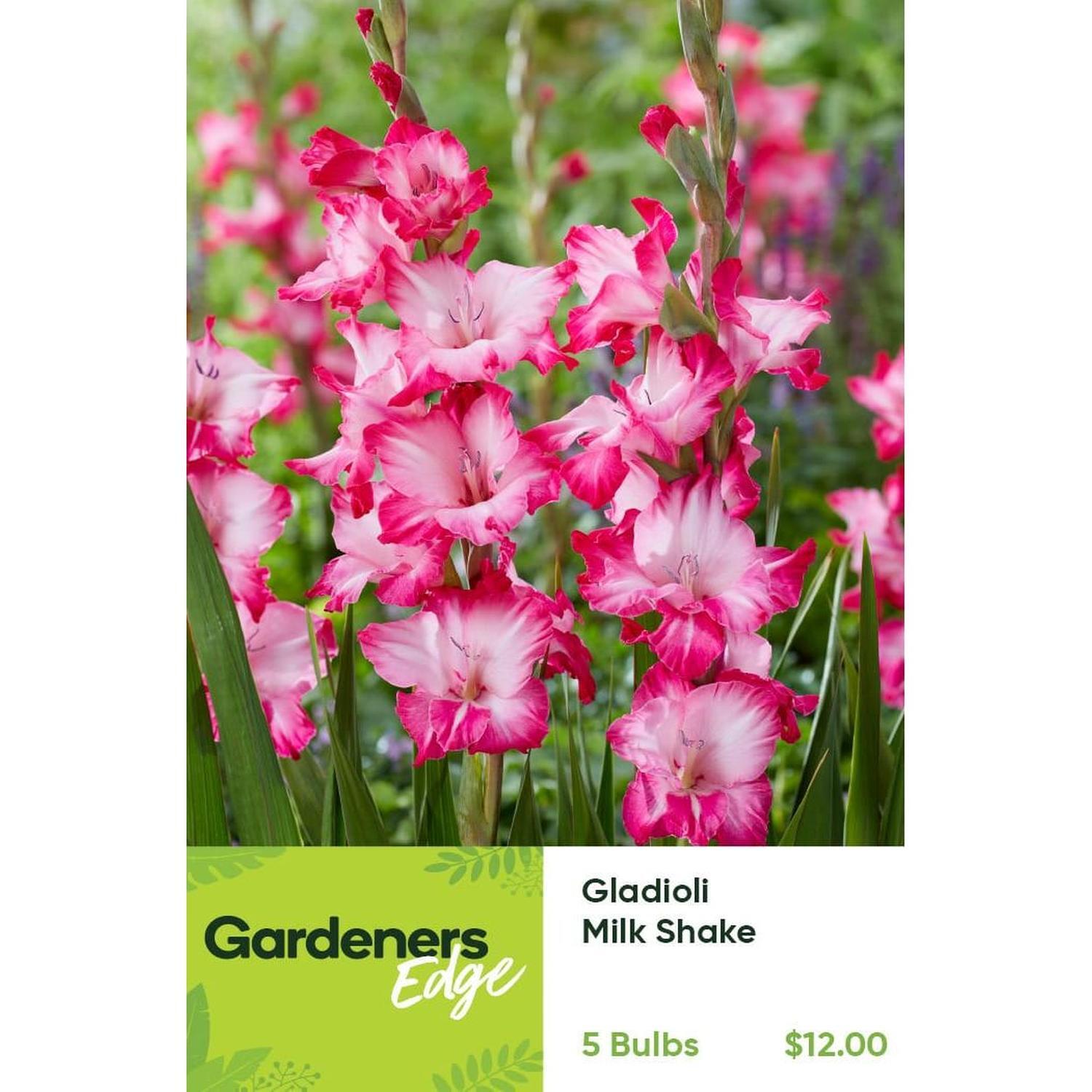 Gladioli Milkshake Pack of 5