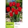 Tulip Single Ile De France 5 pack