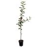 Apple Dwarf 'Sweetie' 4.7 litre