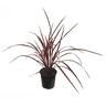 Cordyline Raspberry Fountain