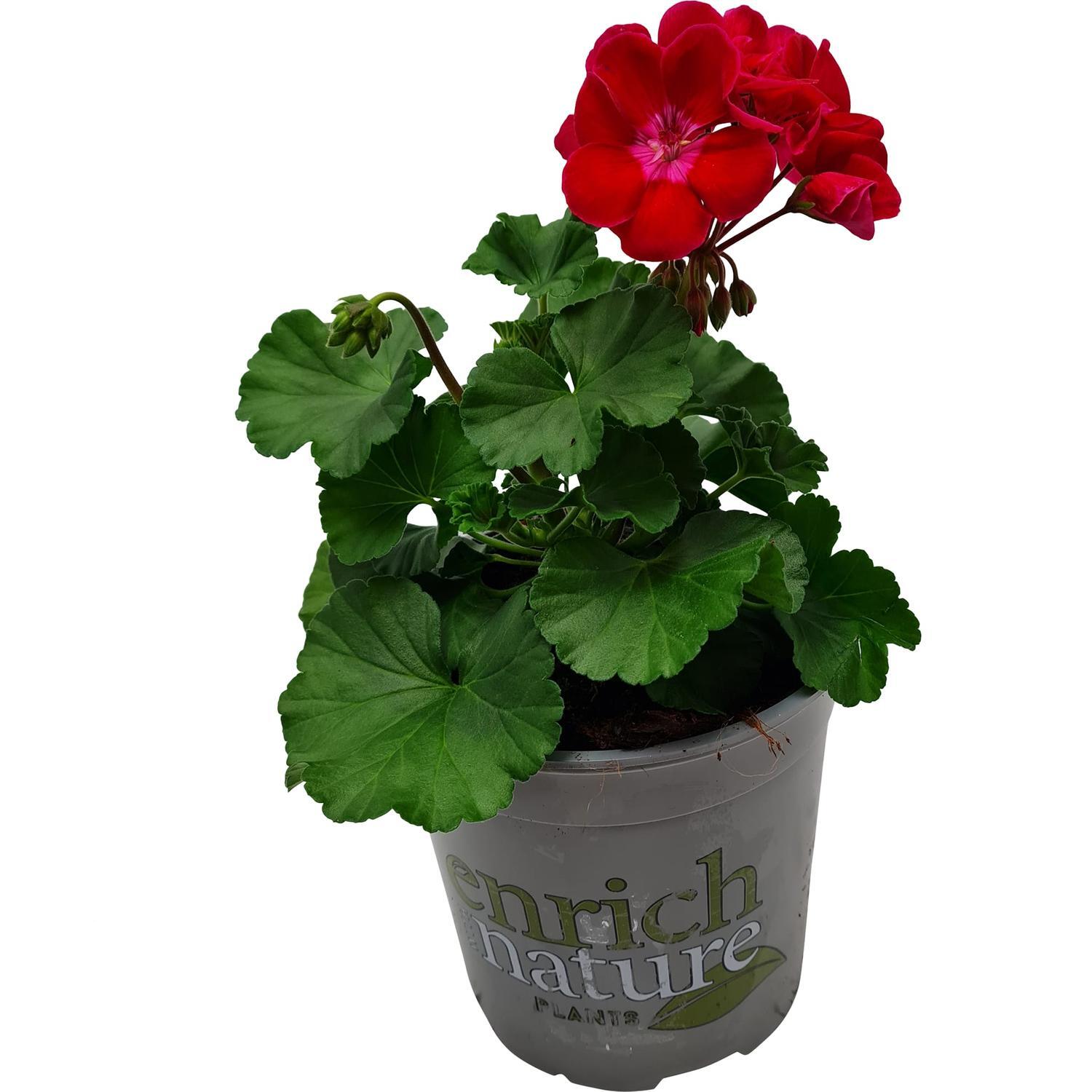 Pelargonium Tex Mex