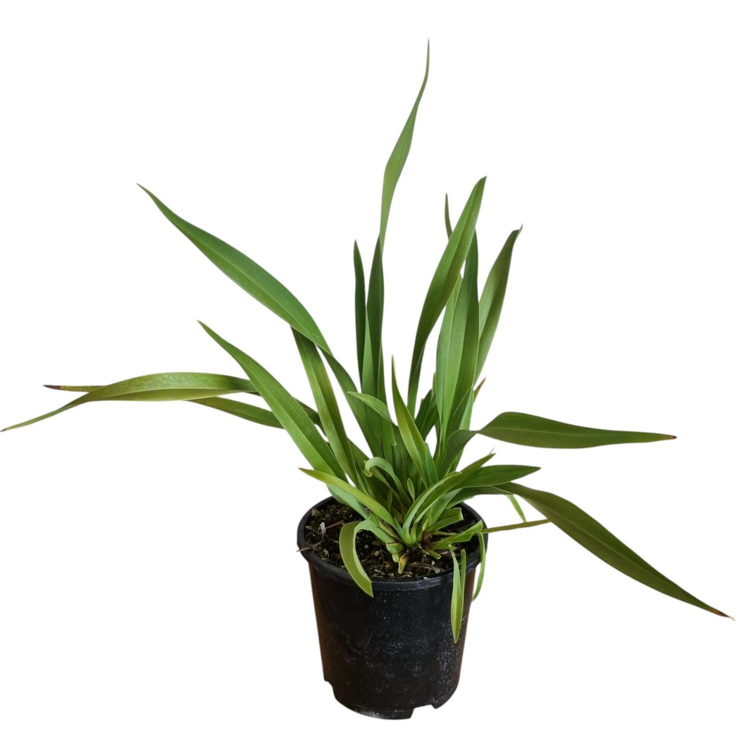Phormium 'Flax' C. Emerald Gem 1.3L