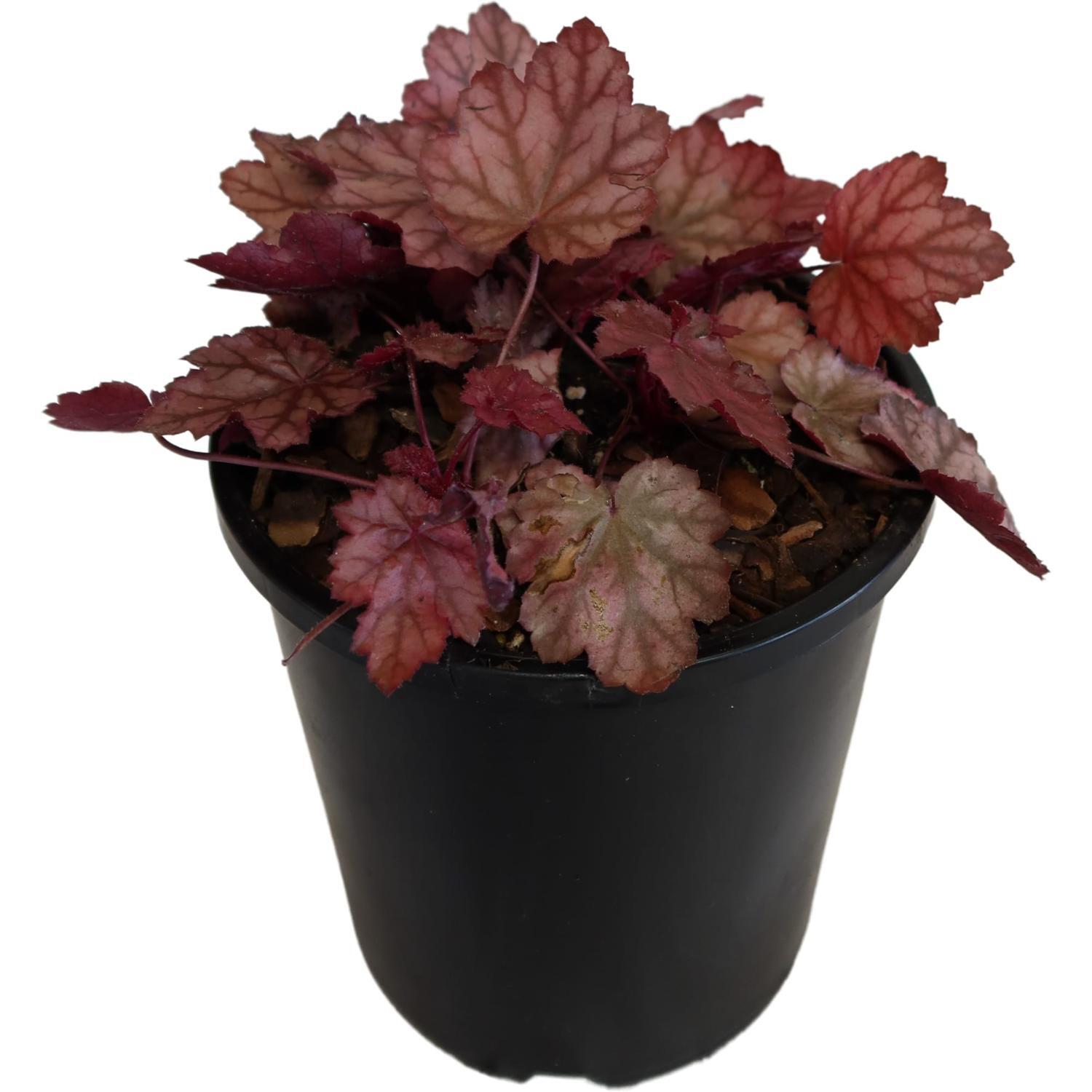Heuchera Plum Power