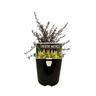 Leptospermum Burgundy Queen 1.9 litre Burgundy-red
