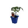 Tomato Antarctica 100mm Tomato Antarctica 100mm