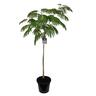 Albizia Julibrissen Rosea