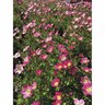 Saxifraga Starblush