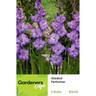 Gladioli Performer Pack of 5