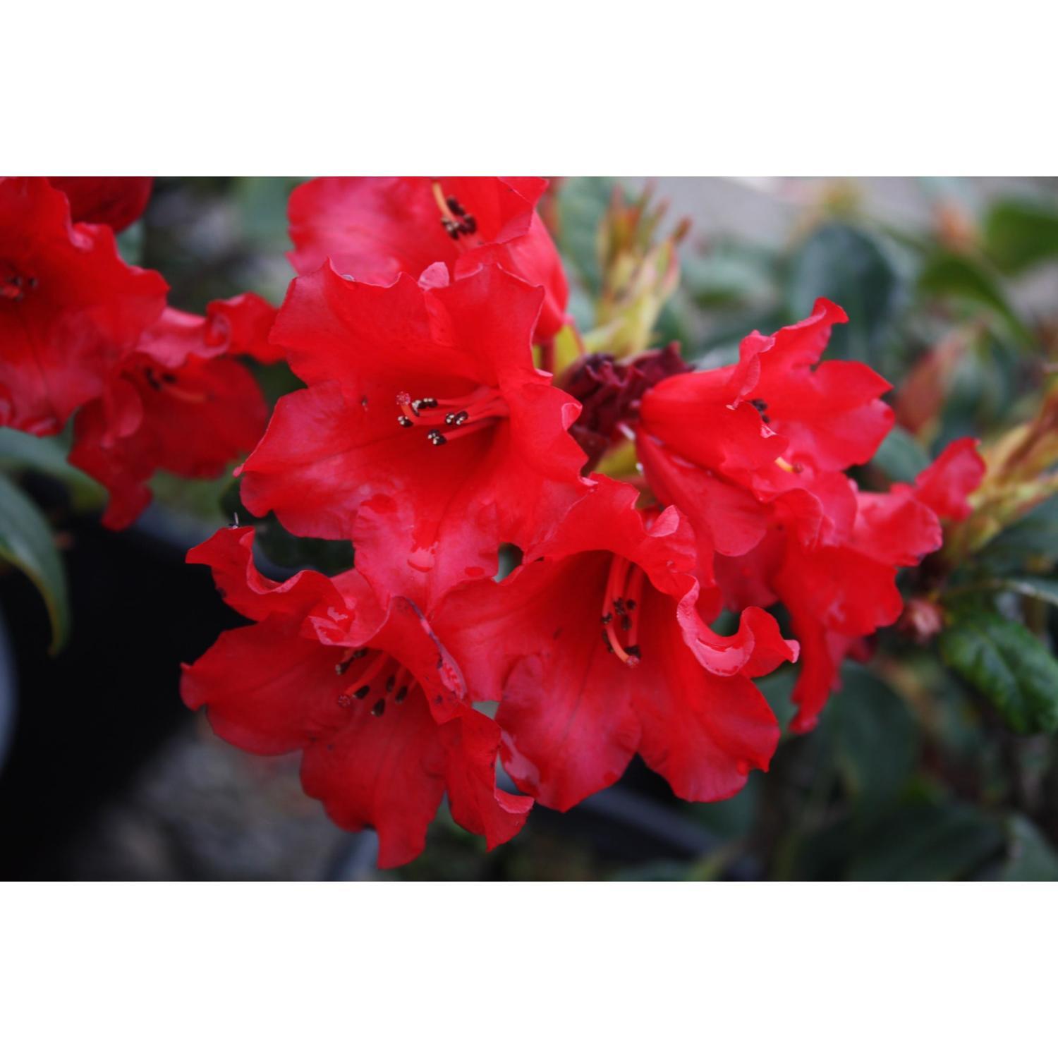 Rhododendron Elizabeth Hobbie