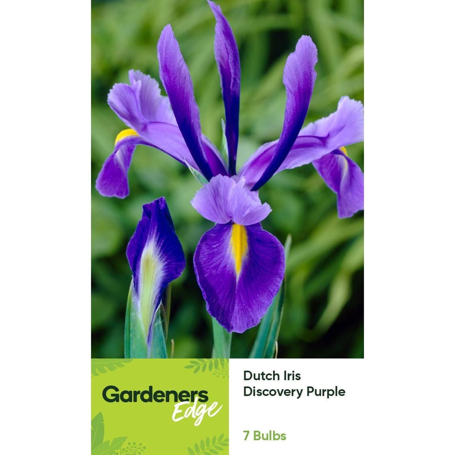 Dutch Iris Discovery Purple 7 pack