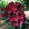 Rhododendron 'Black Sport'