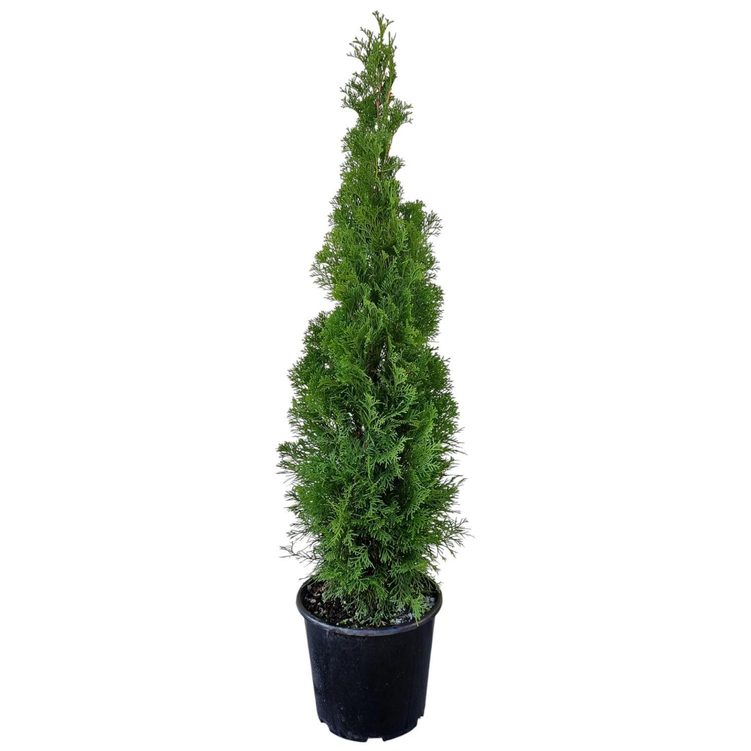 Thuja O. Smargard 8.5L
