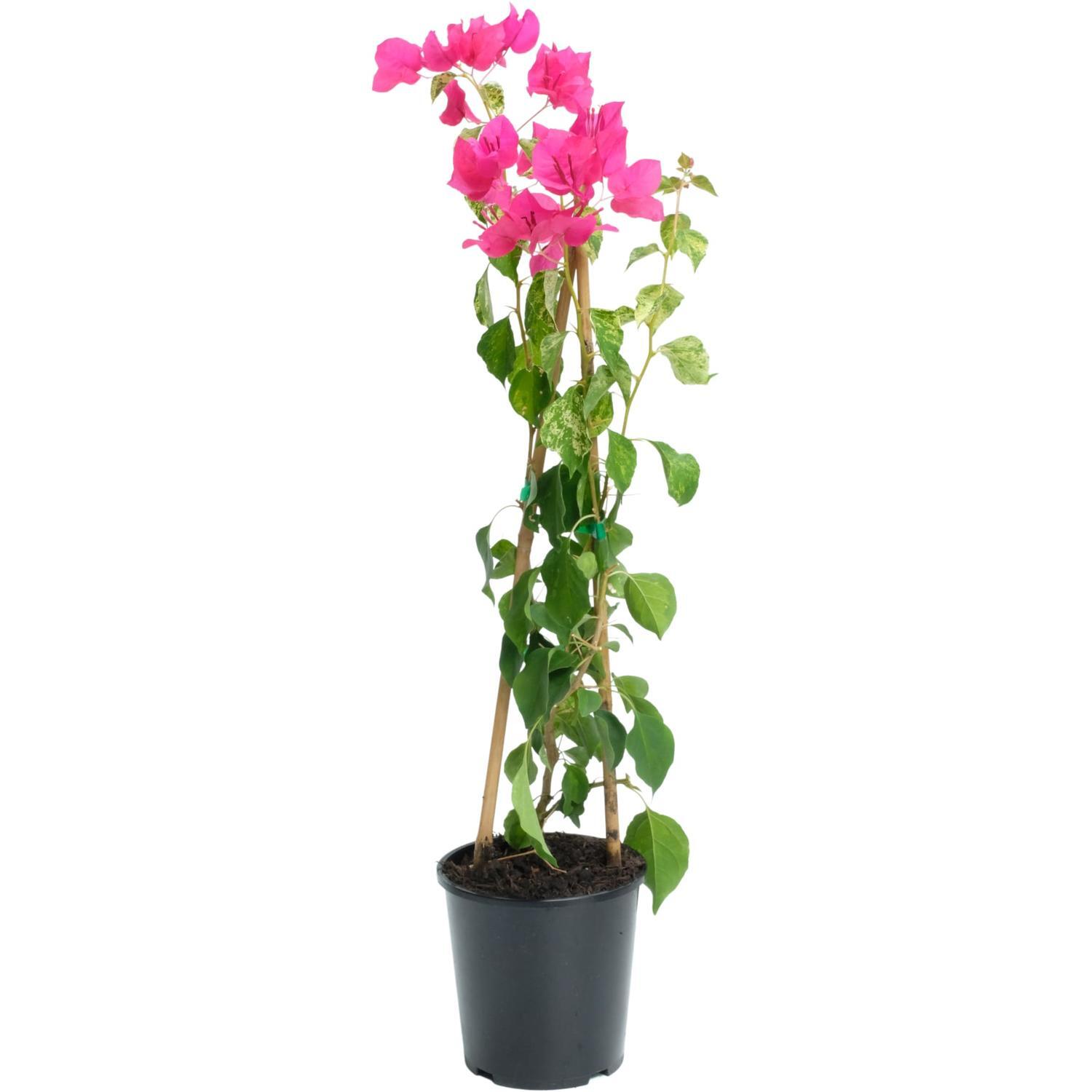 Bougainvillea Bambino Bilas