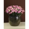 Osteospermum Serenity Sunset Magic