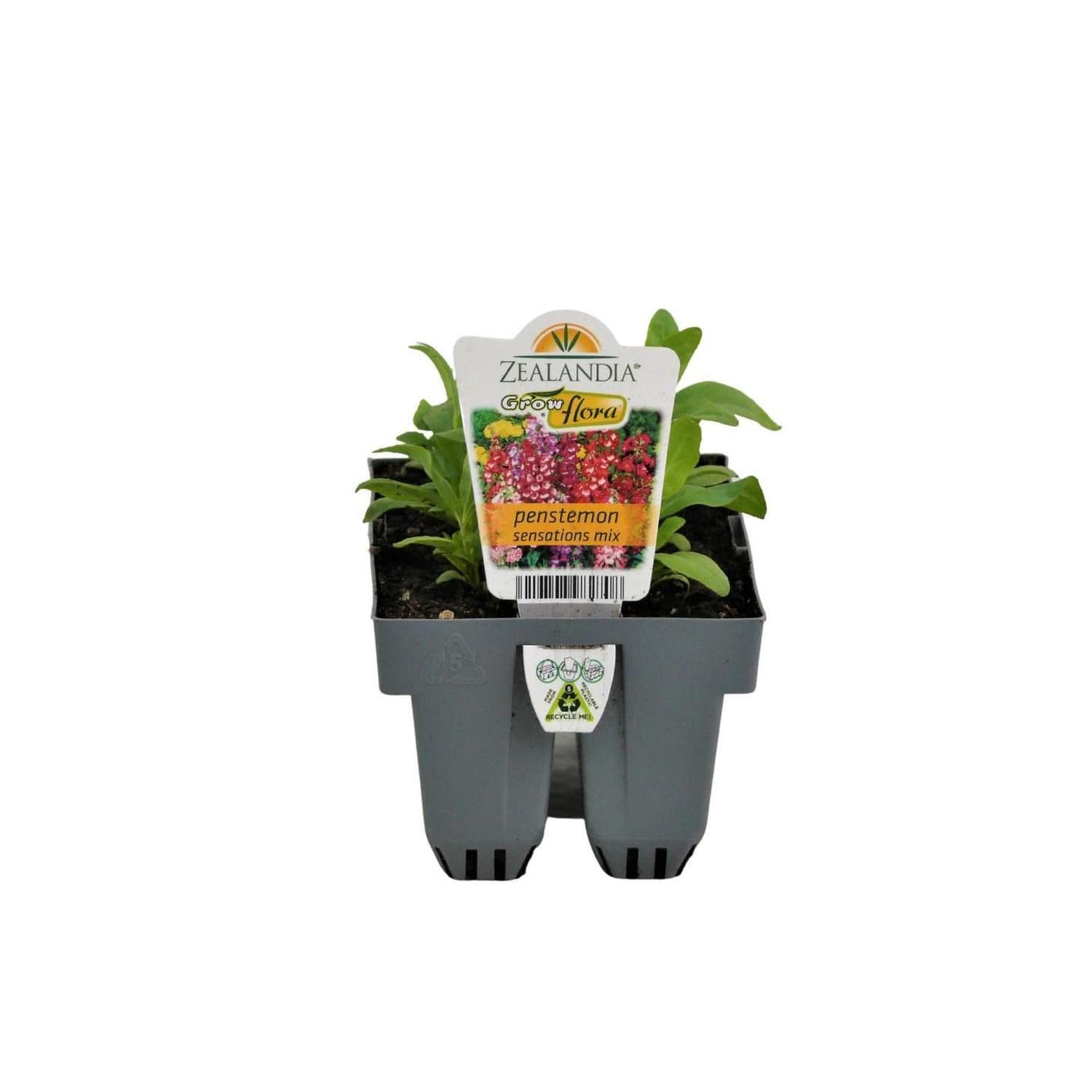 Penstemon Sensations Mix