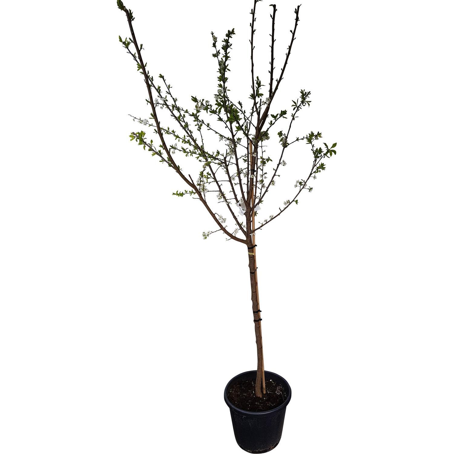 Plum Fruiting