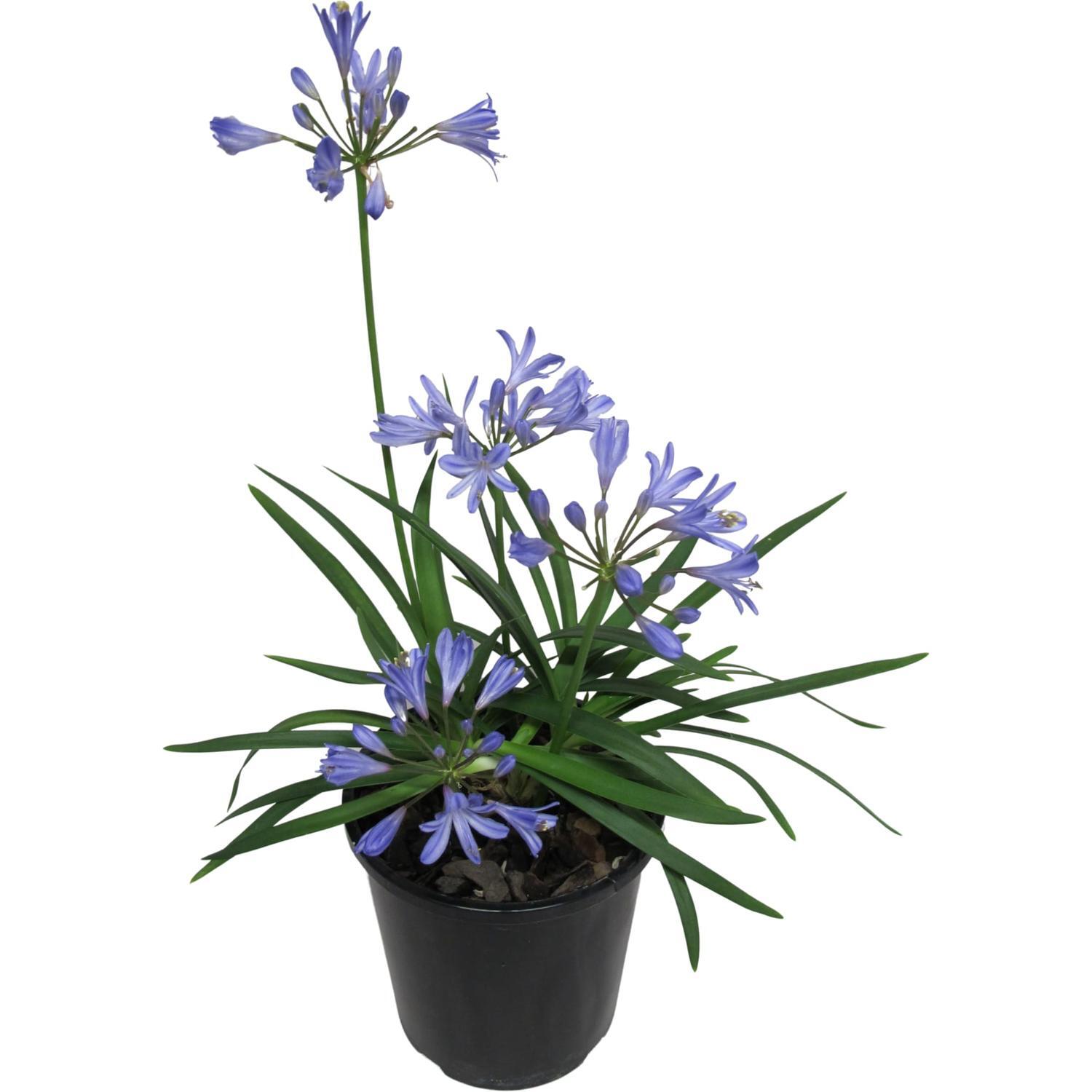 Agapanthus Baby Pete