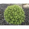 Pittosporum Tenuifolium Little Burger