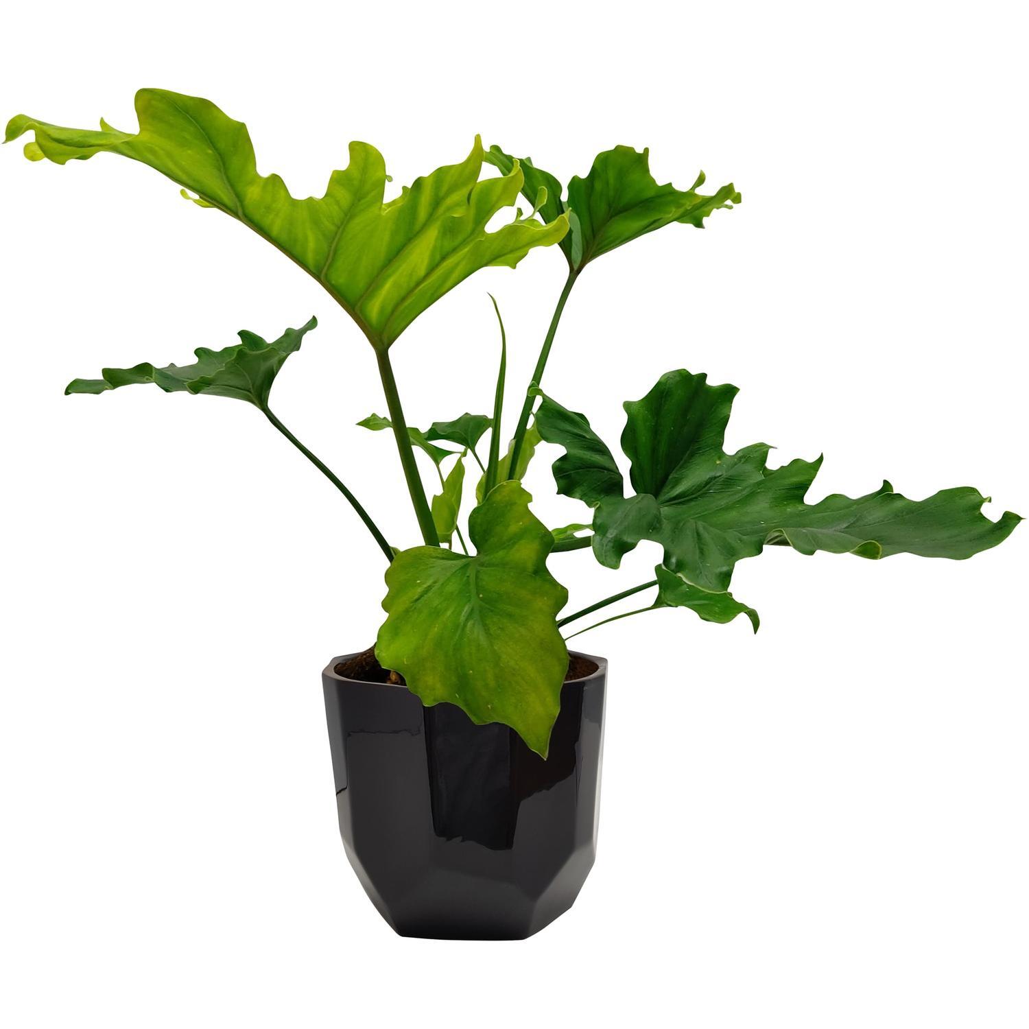 Philodendron Hope in Ceramic Pot