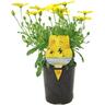Osteospermum