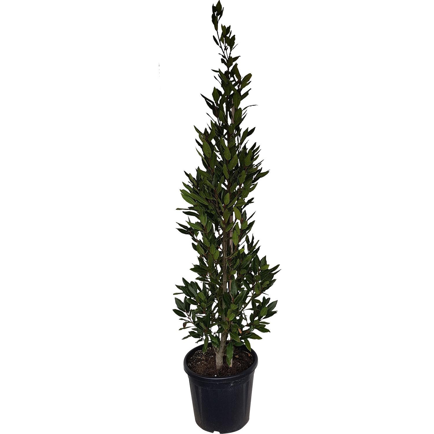 Laurus Noblis