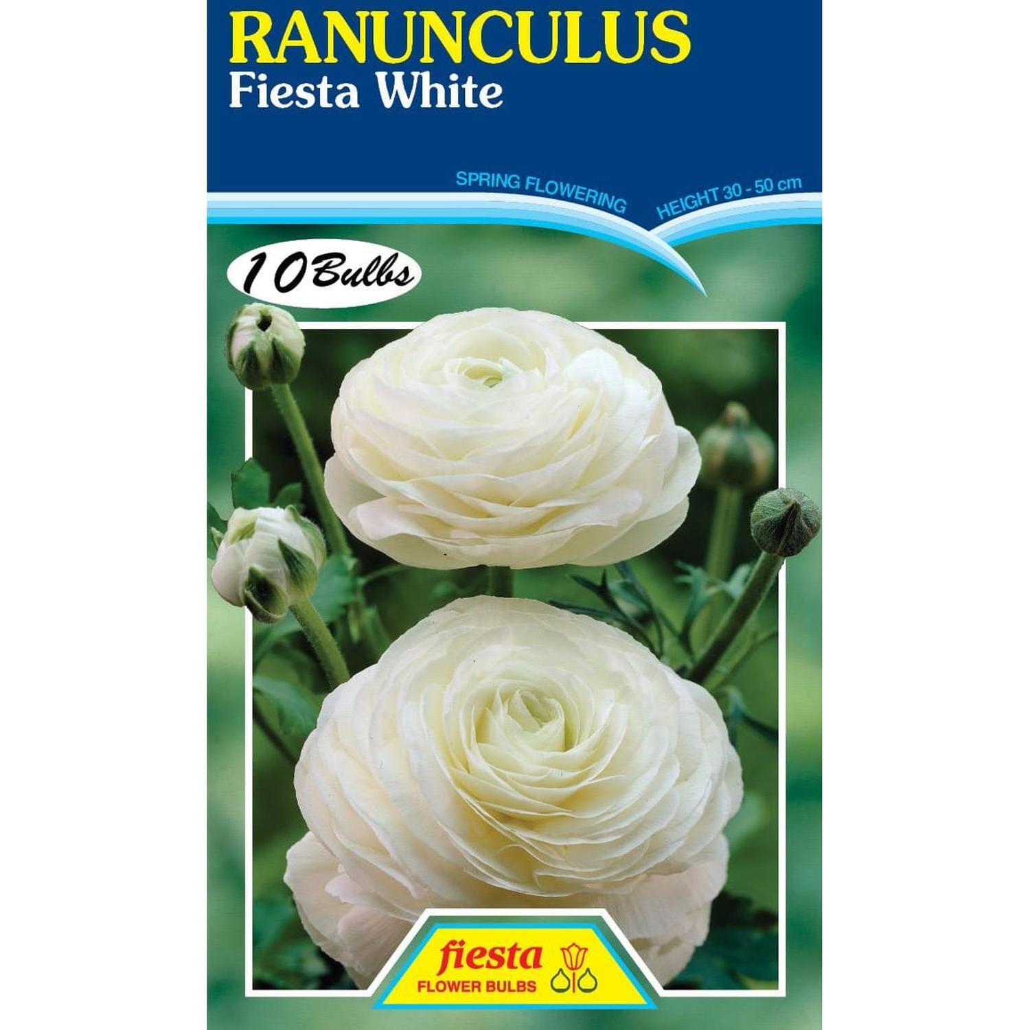 Ranunculus Fiesta White 10 Pack