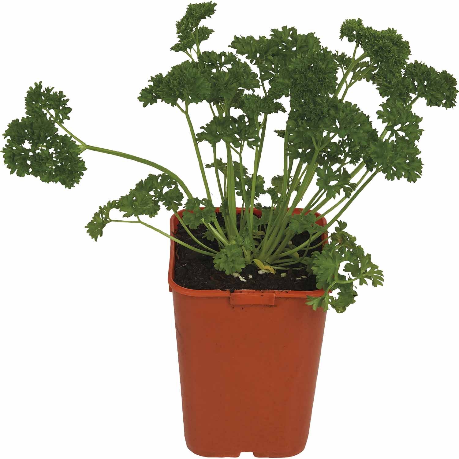Herb Parsley
